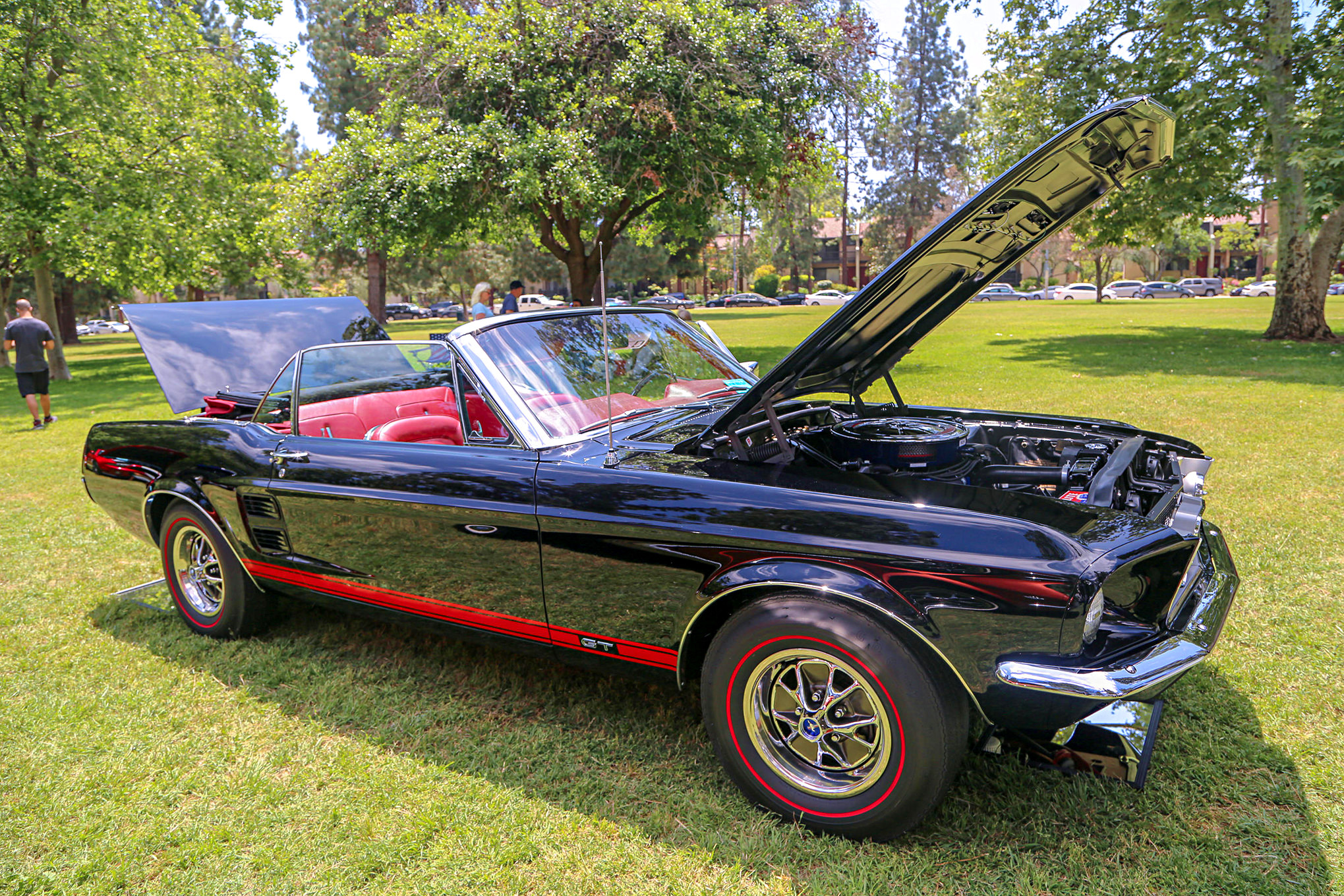 Mustangs In The Park_Stephen Russo 100