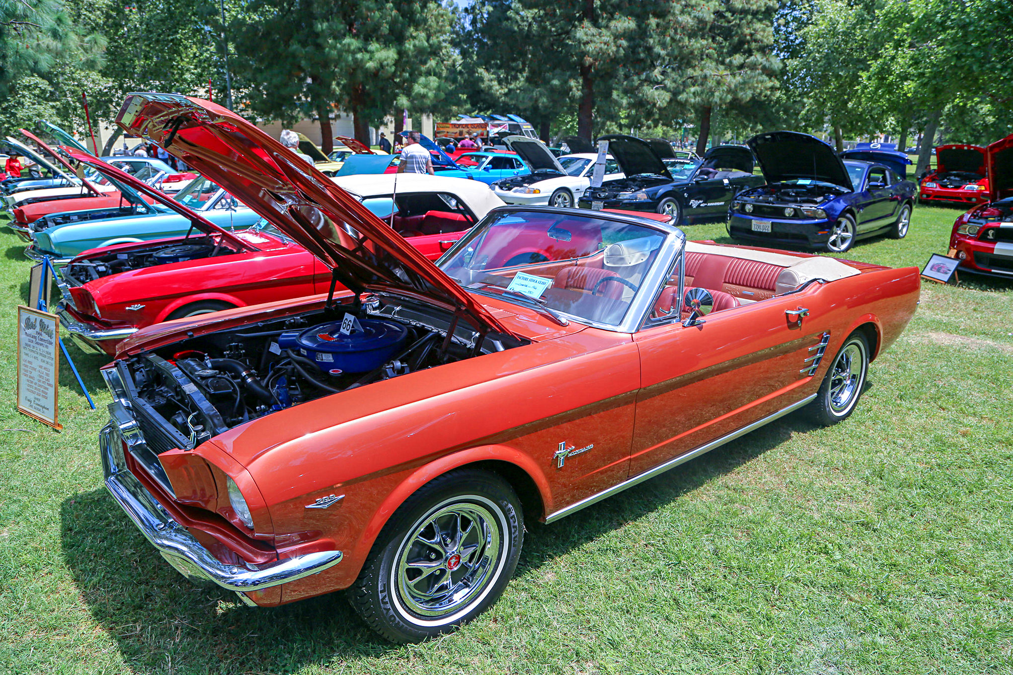 Mustangs In The Park_Stephen Russo 105