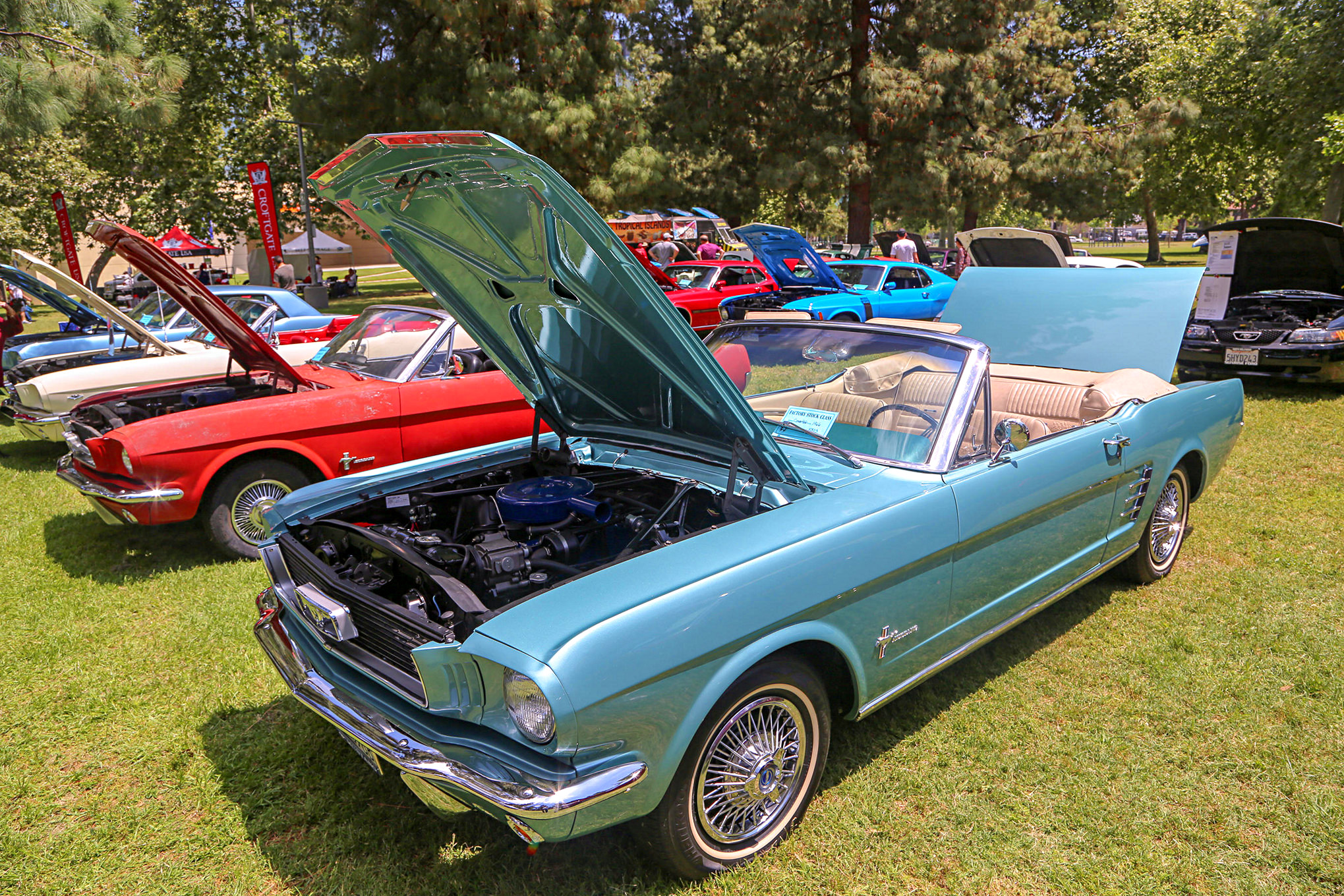 Mustangs In The Park_Stephen Russo 114