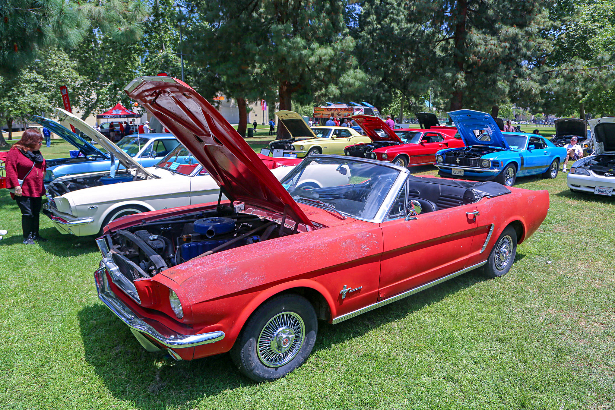 Mustangs In The Park_Stephen Russo 115