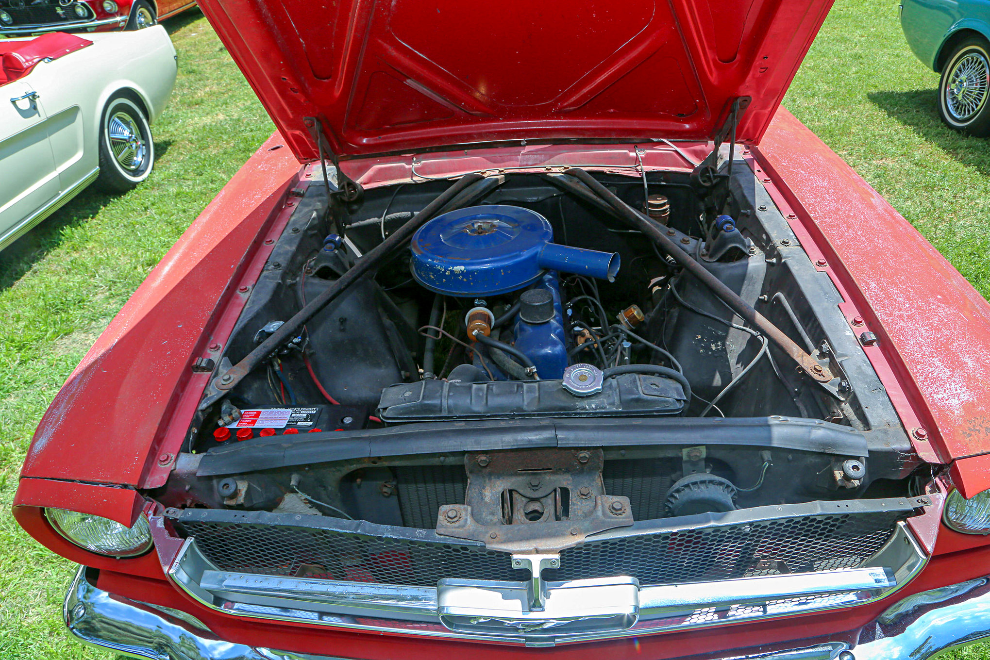 Mustangs In The Park_Stephen Russo 116