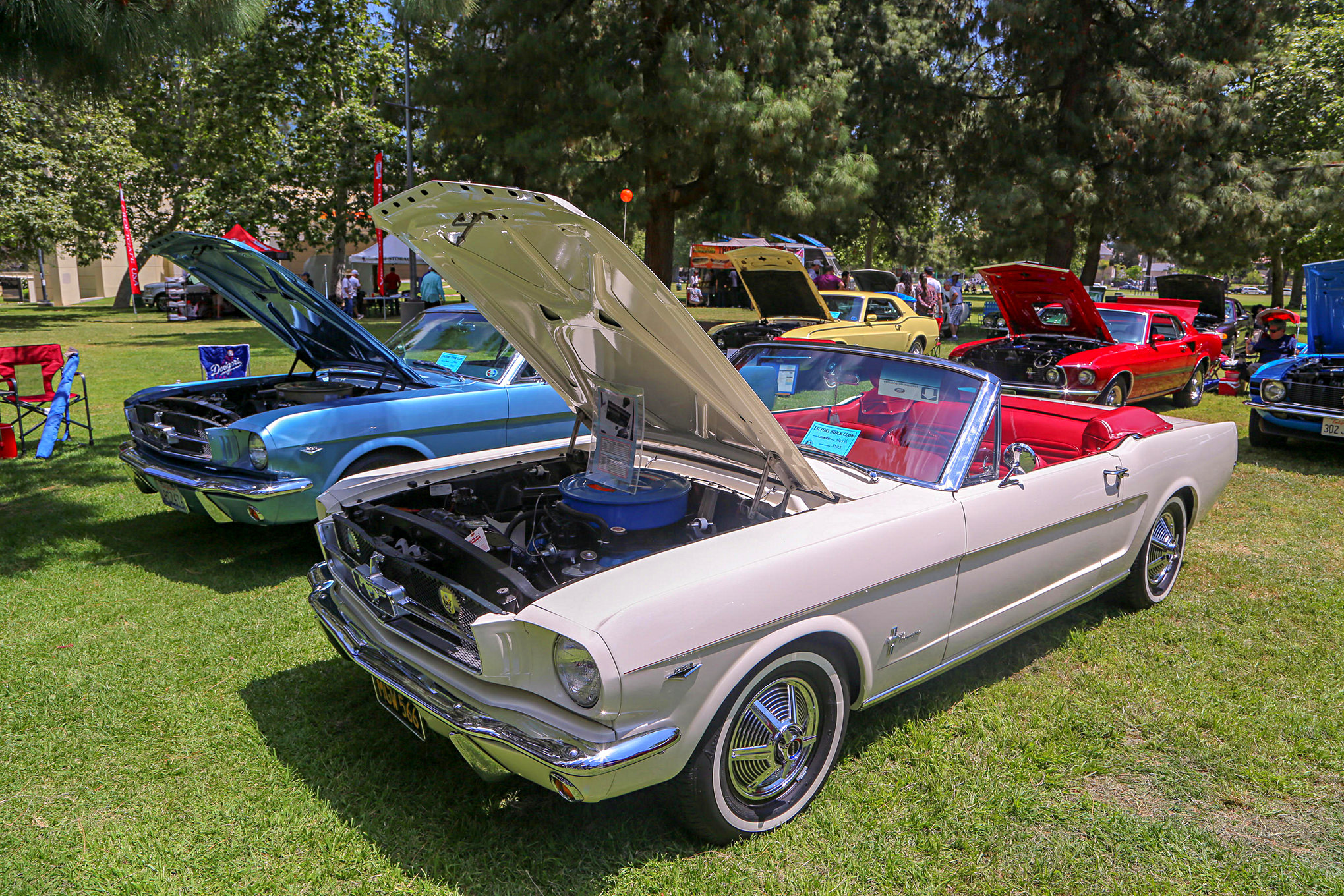 Mustangs In The Park_Stephen Russo 117