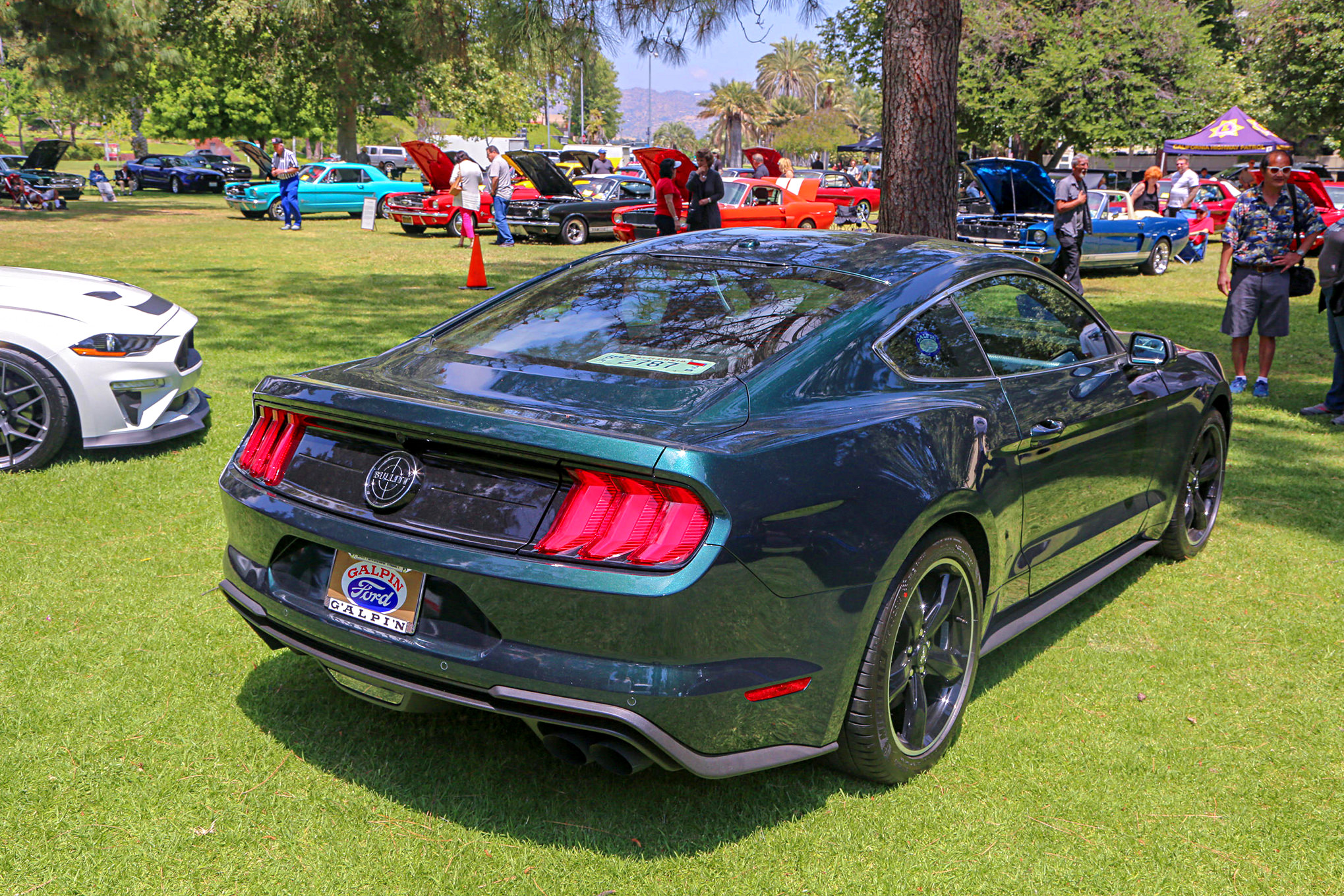 Mustangs In The Park_Stephen Russo 122