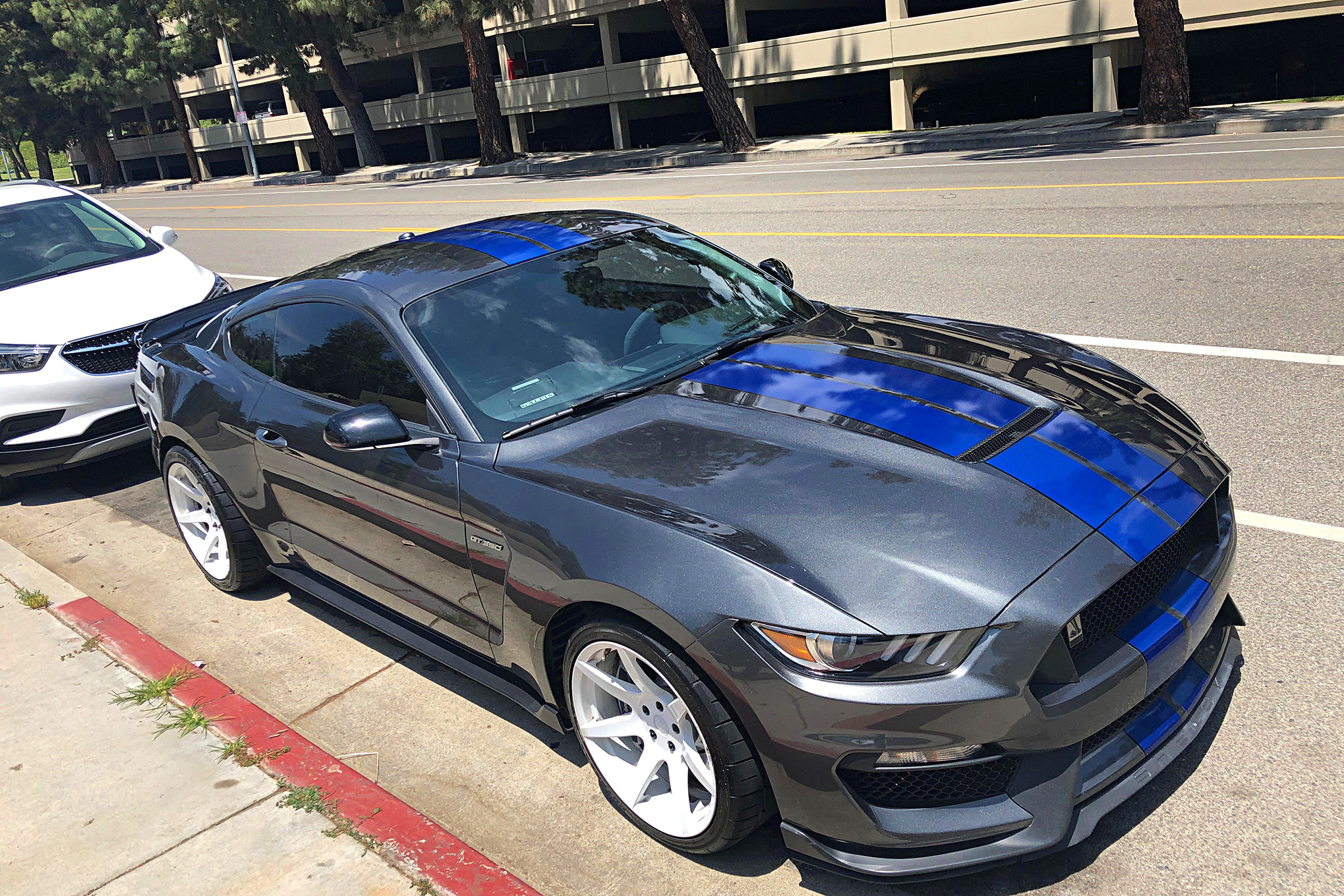 Mustangs In The Park_Stephen Russo 136