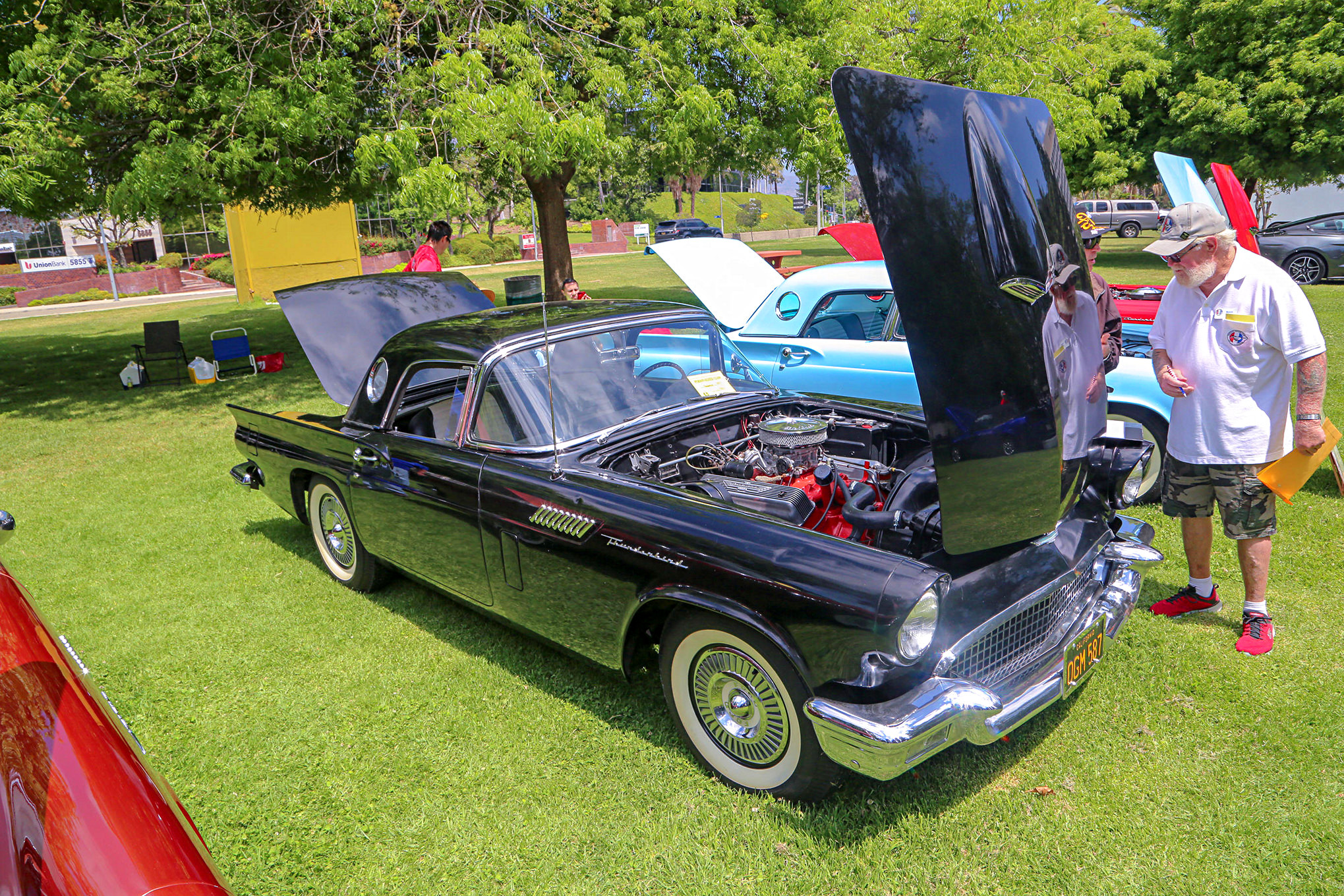 Mustangs In The Park_Stephen Russo 14
