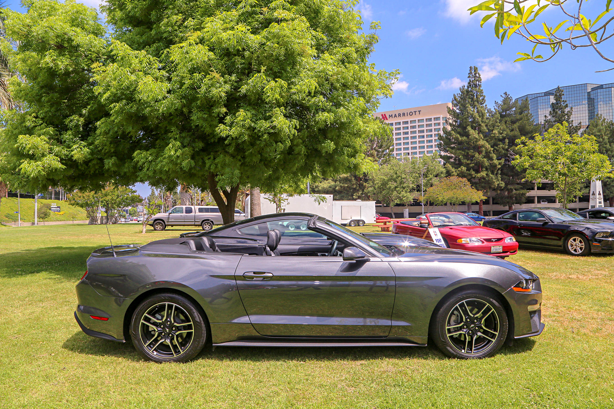 Mustangs In The Park_Stephen Russo 15