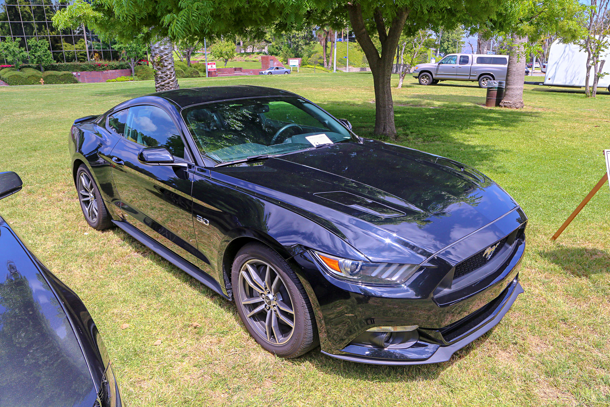 Mustangs In The Park_Stephen Russo 16