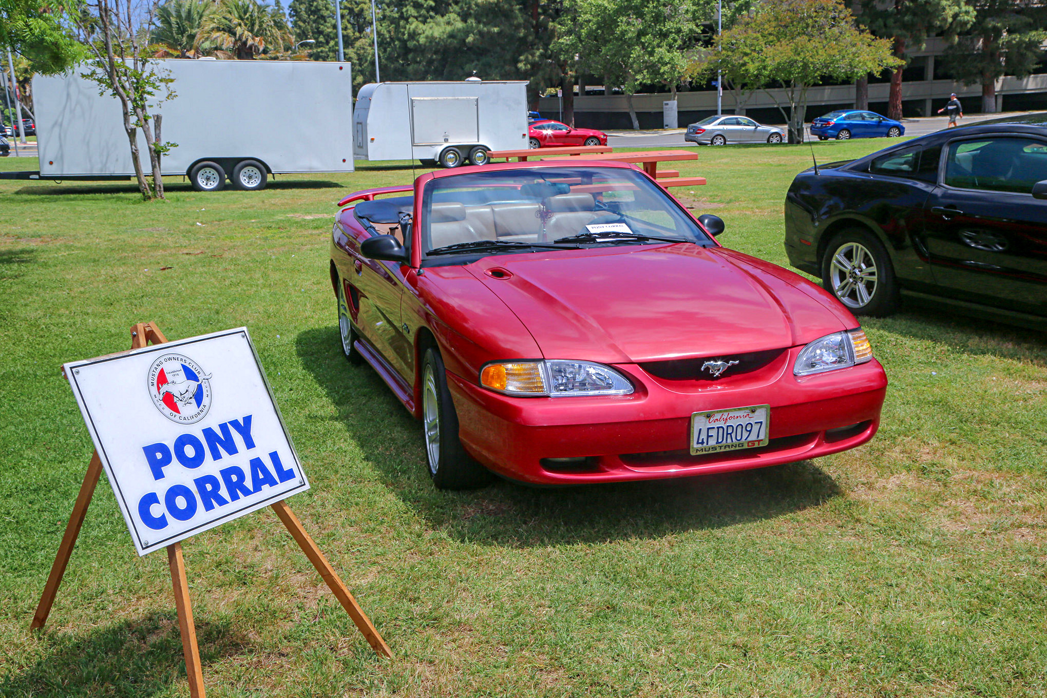 Mustangs In The Park_Stephen Russo 17