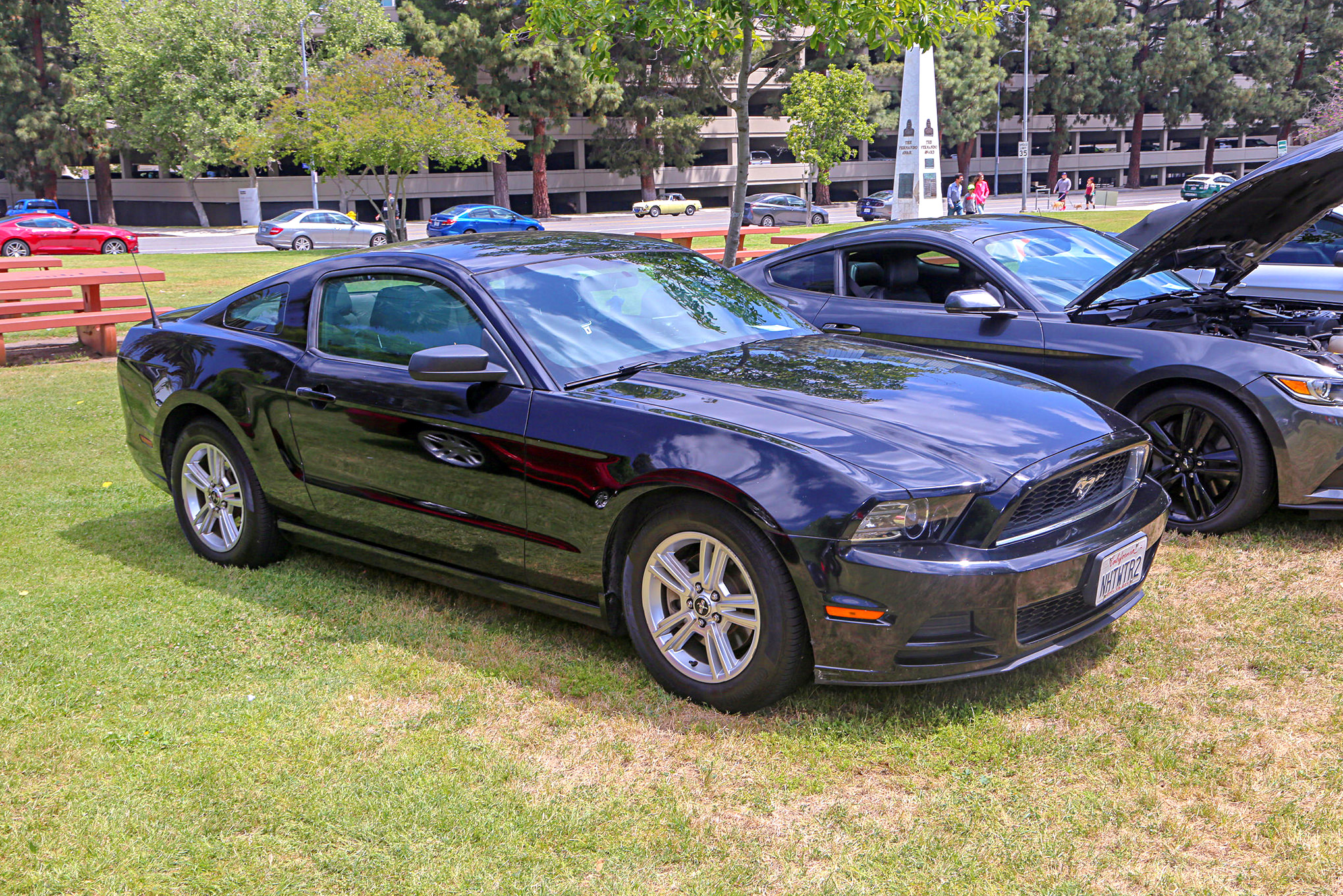 Mustangs In The Park_Stephen Russo 18