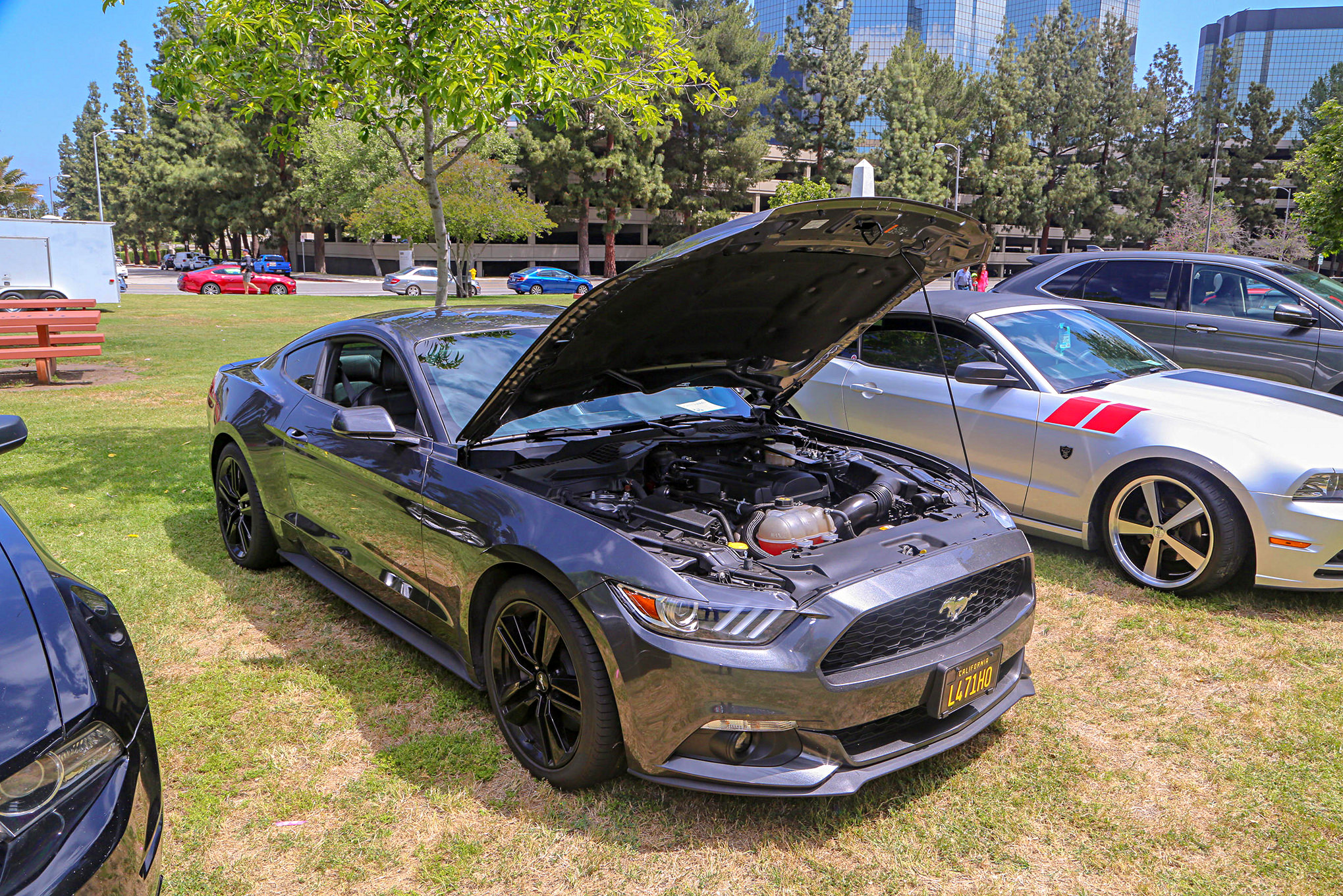 Mustangs In The Park_Stephen Russo 19