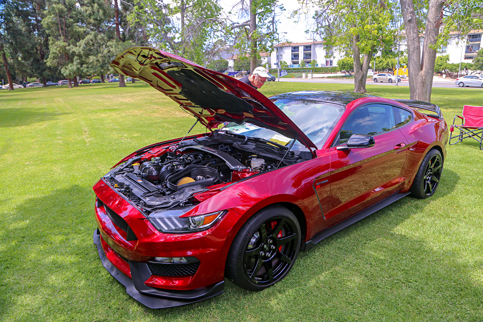Mustangs In The Park_Stephen Russo 2