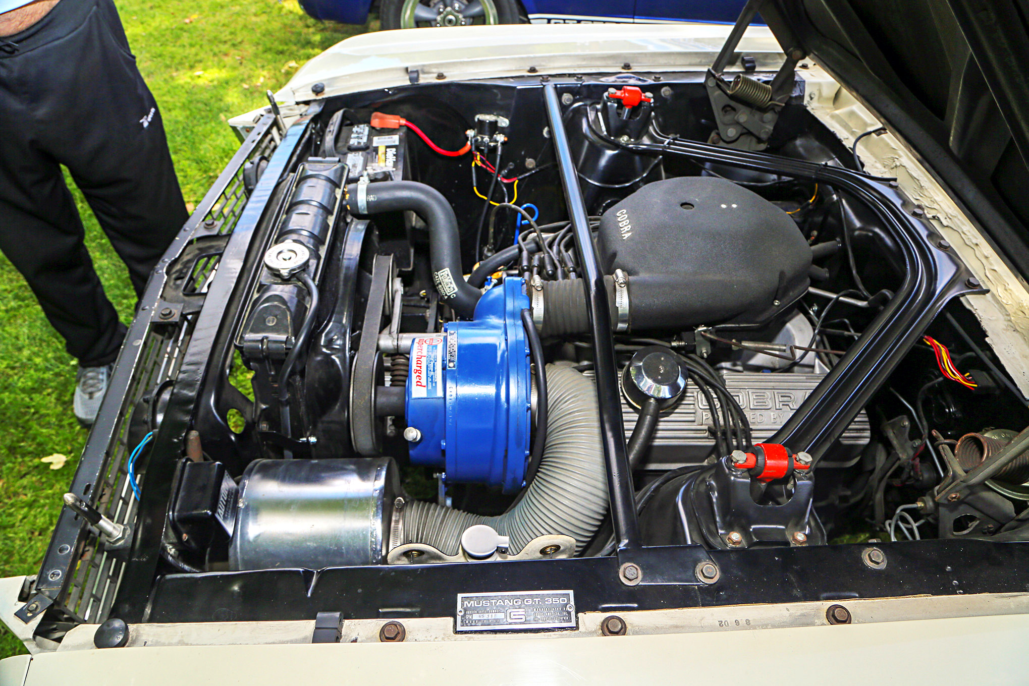 Mustangs In The Park_Stephen Russo 29
