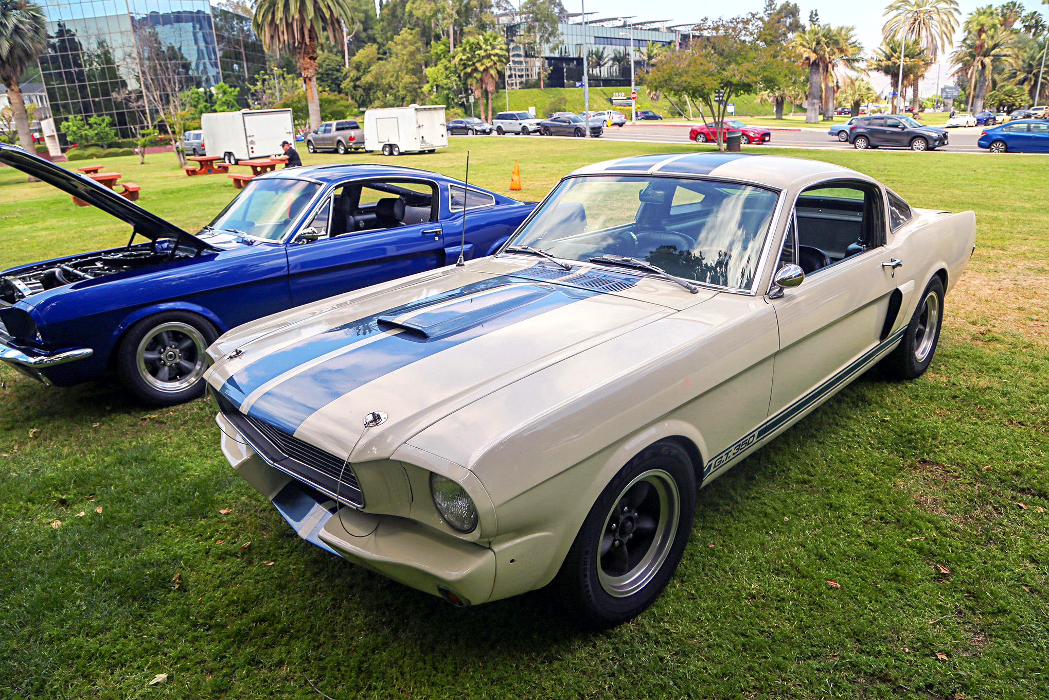 Mustangs In The Park_Stephen Russo 31 2