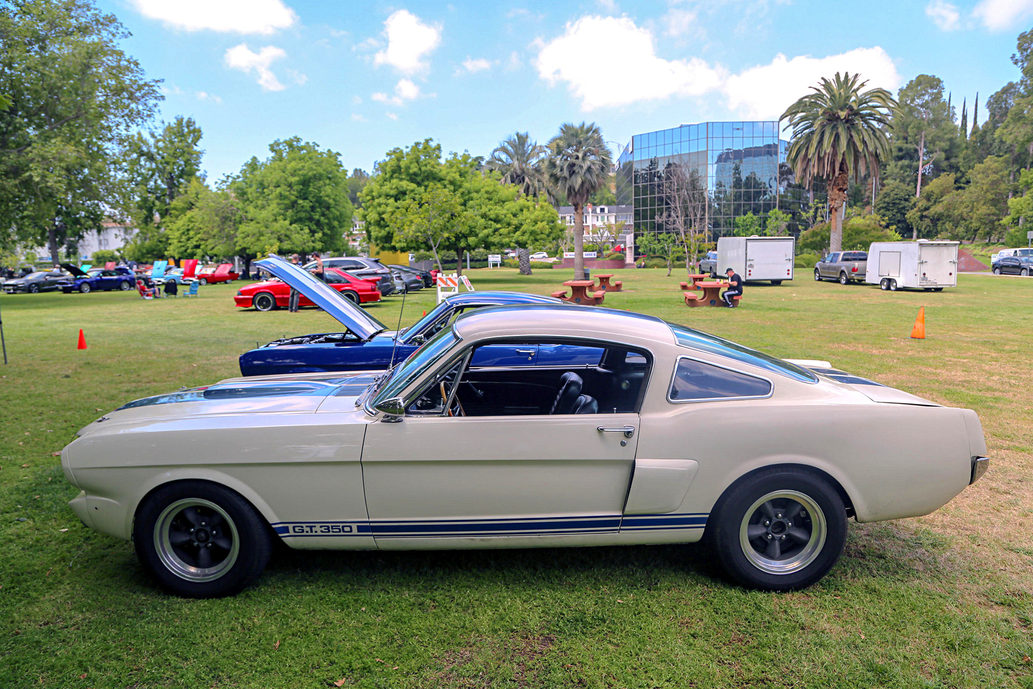 Mustangs In The Park_Stephen Russo 32 2