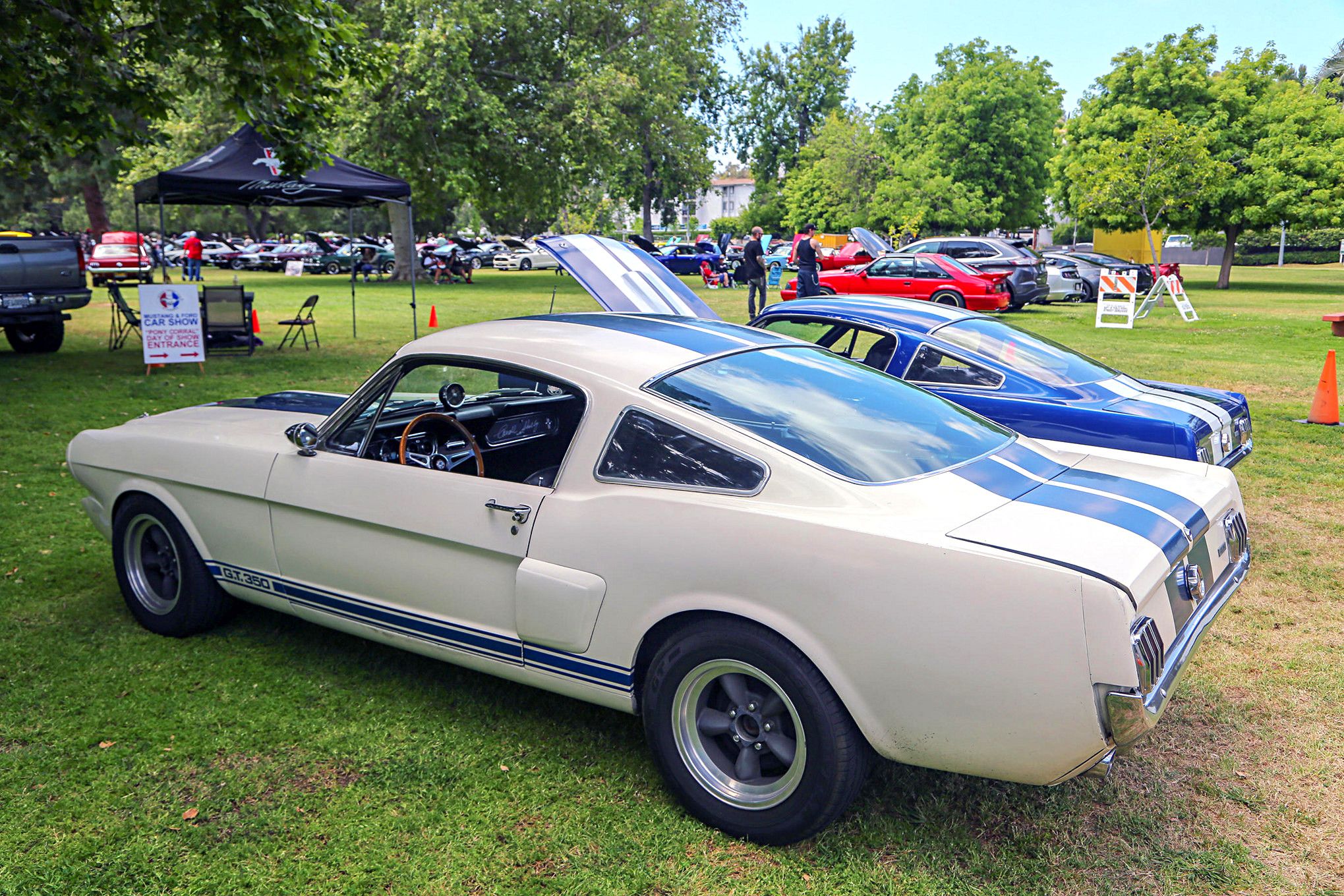 Mustangs In The Park_Stephen Russo 33 2