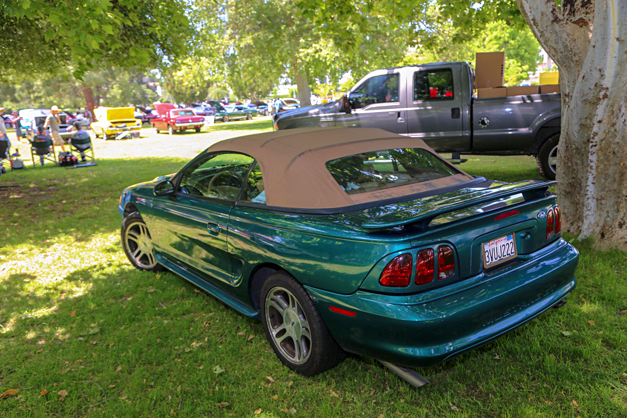 Mustangs In The Park_Stephen Russo 42