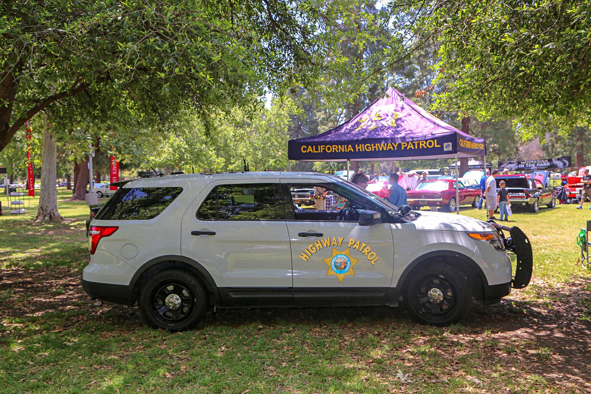 Mustangs In The Park_Stephen Russo 43