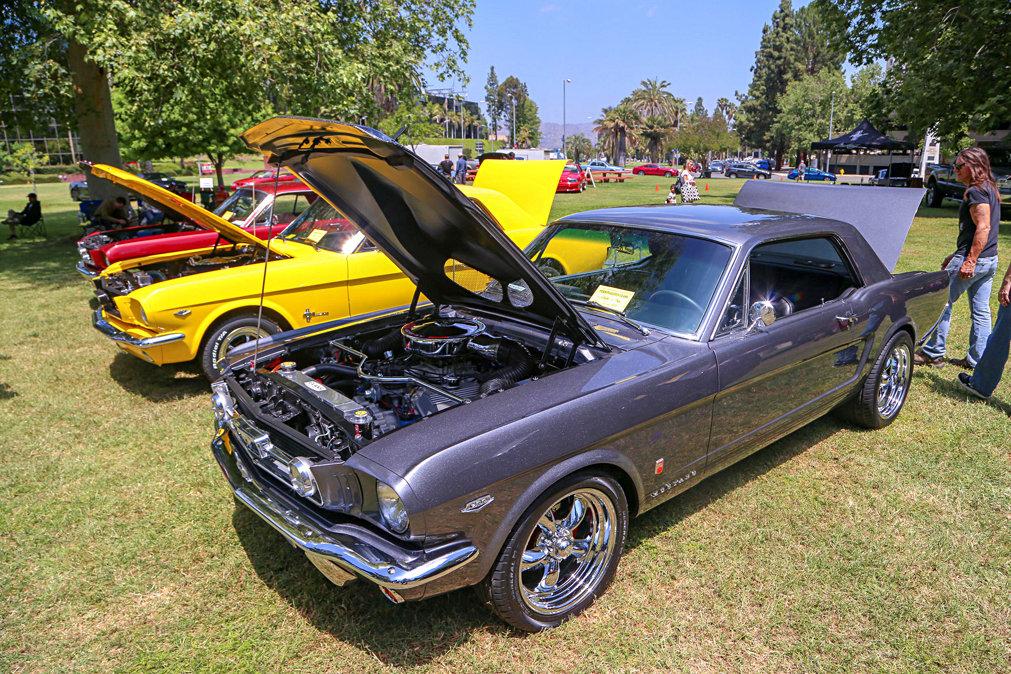 Mustangs In The Park_Stephen Russo 53