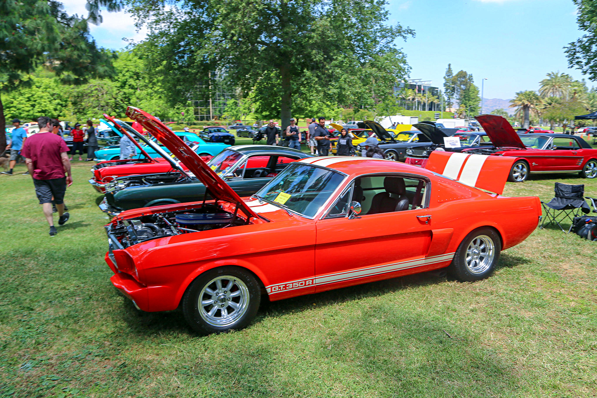 Mustangs In The Park_Stephen Russo 63