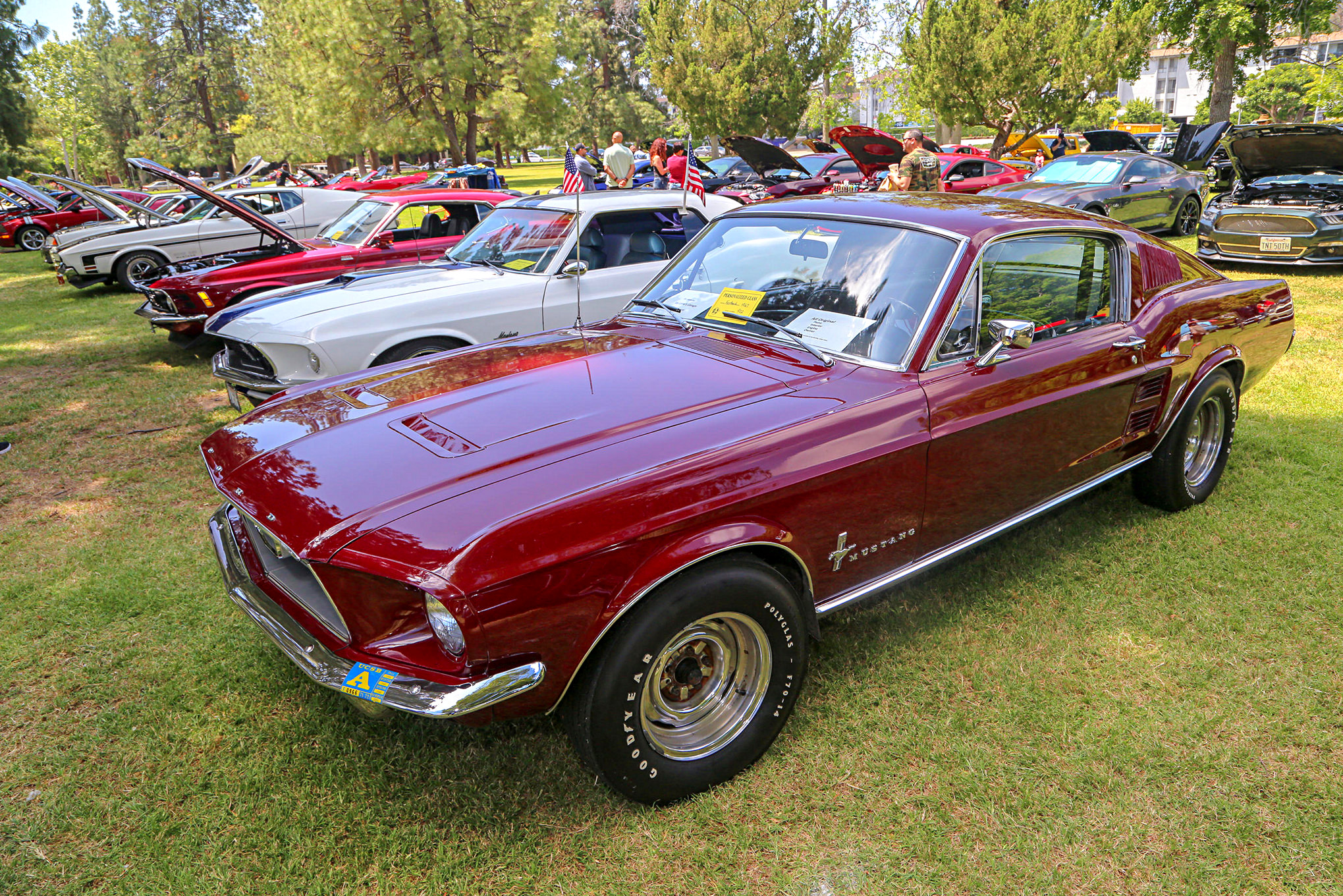 Mustangs In The Park_Stephen Russo 67