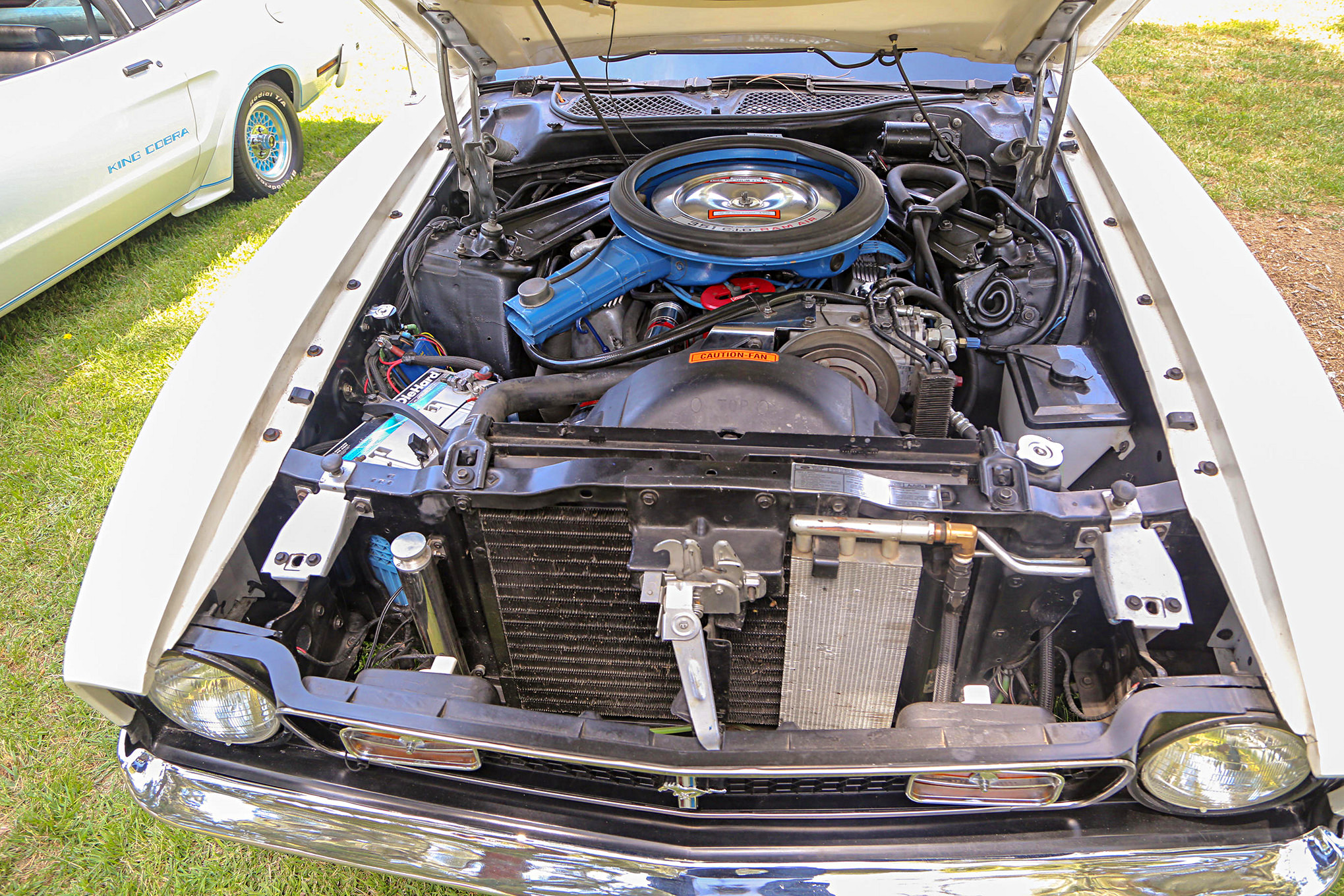 Mustangs In The Park_Stephen Russo 73