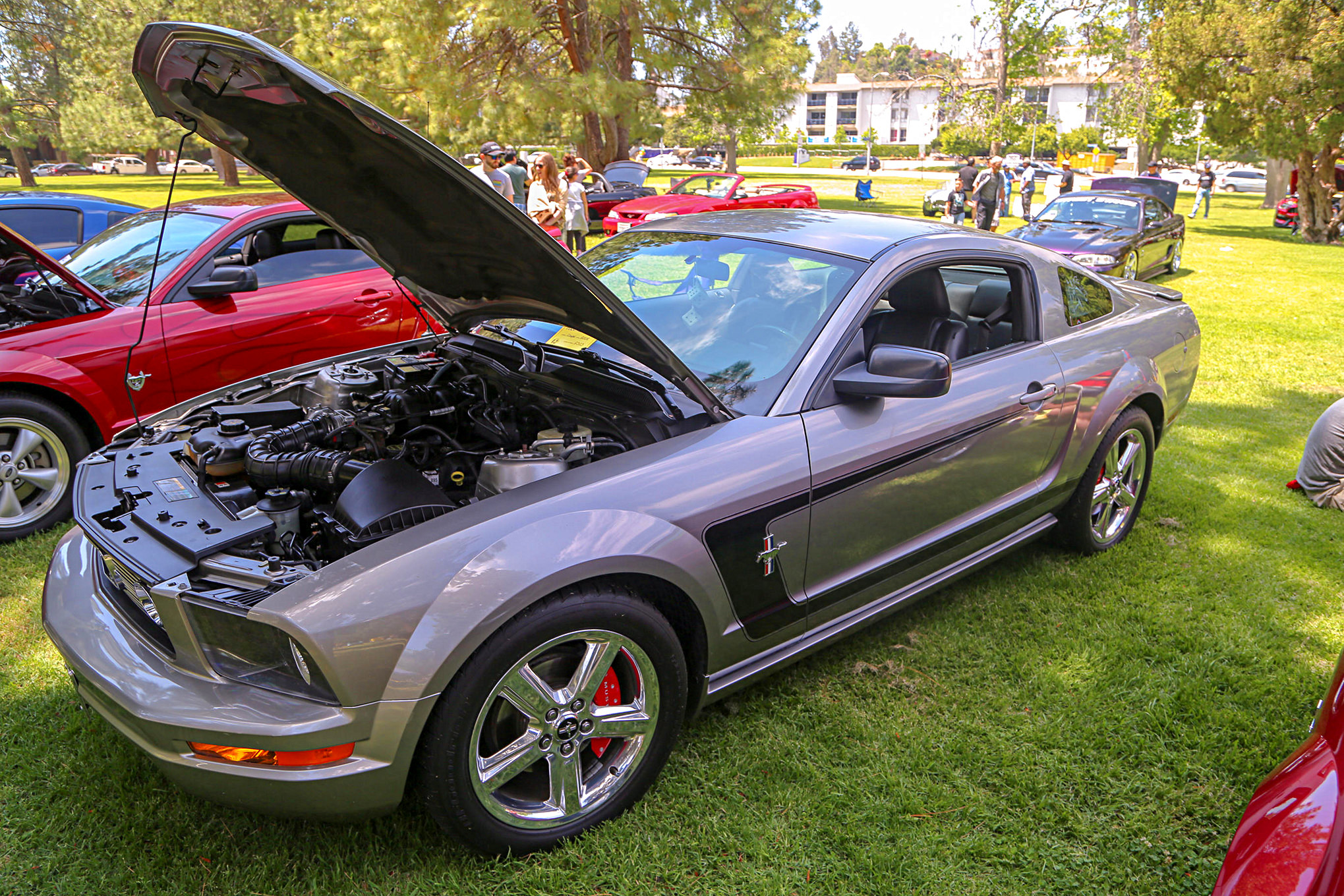 Mustangs In The Park_Stephen Russo 82